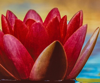 Finding Peace LLC Logo